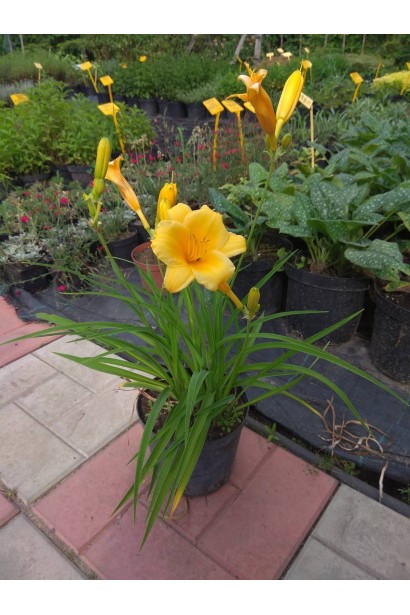 Лілійник Стелла де Оро - 3л/вис.25-35см/Ø15-20см